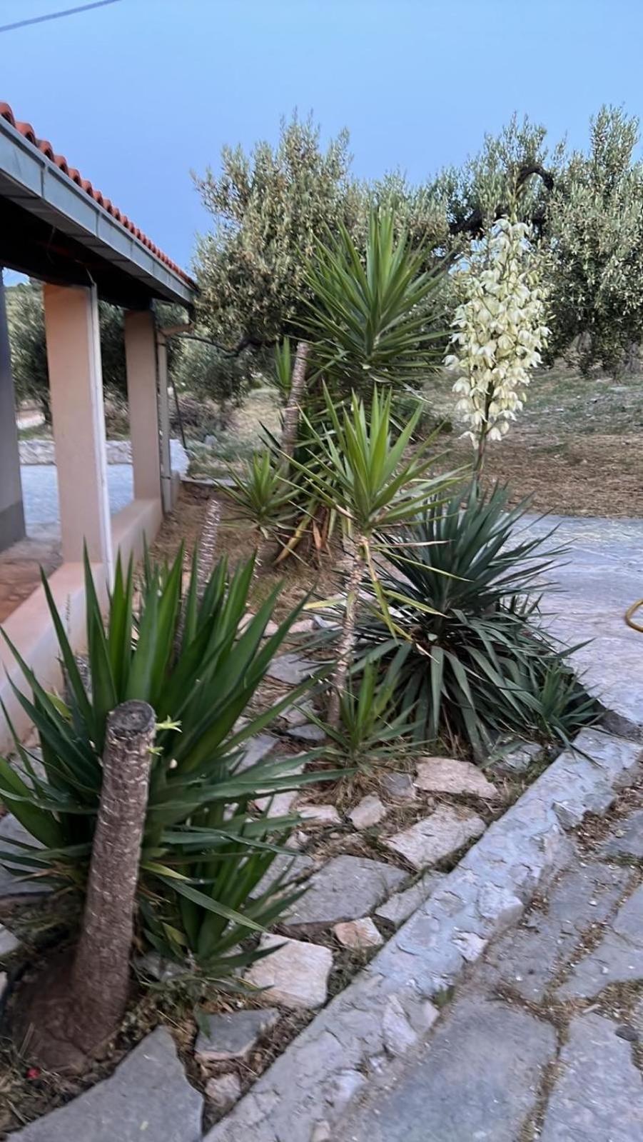 Maslina House Villa Sutivan Luaran gambar
